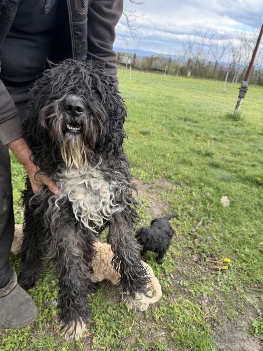 Лагото Романьоло