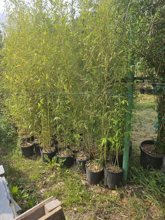 Artar japonez  acer plante