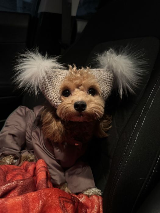 Уход за питомцем