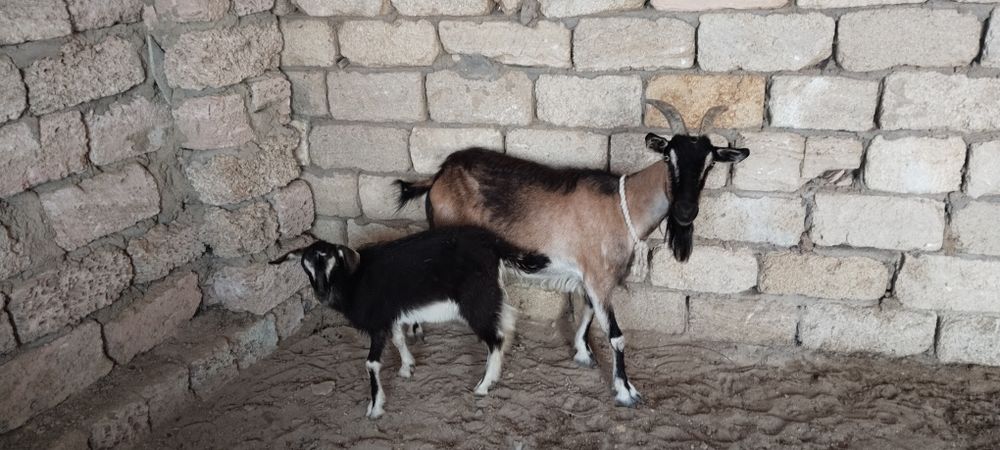 Ешкі лағымен сатылады