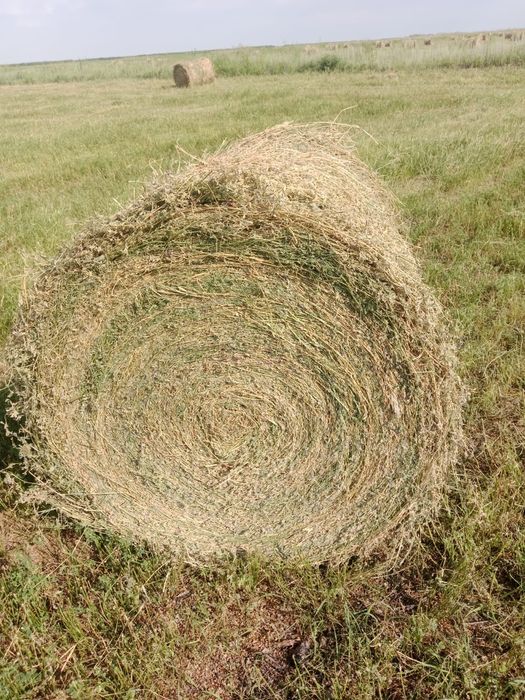 Сено люцерна жоношка урлон жоношка