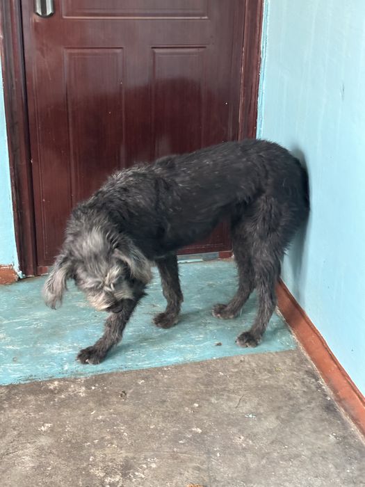 Ищем добрые руки