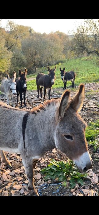 Lapte de măgăriță