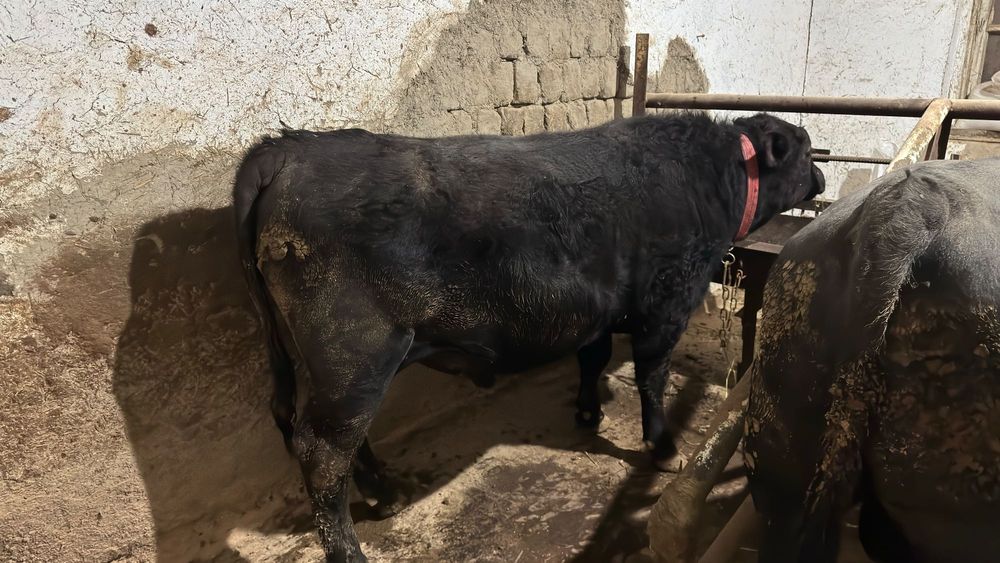 Aberdin Angus buqalar buqasi.