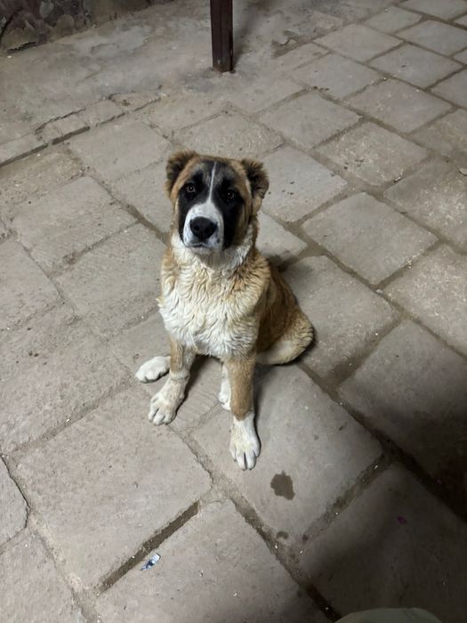 Потомок джина, 4айлык ургашы