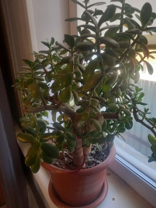 Продам большой цветок 5 тыс тенге.