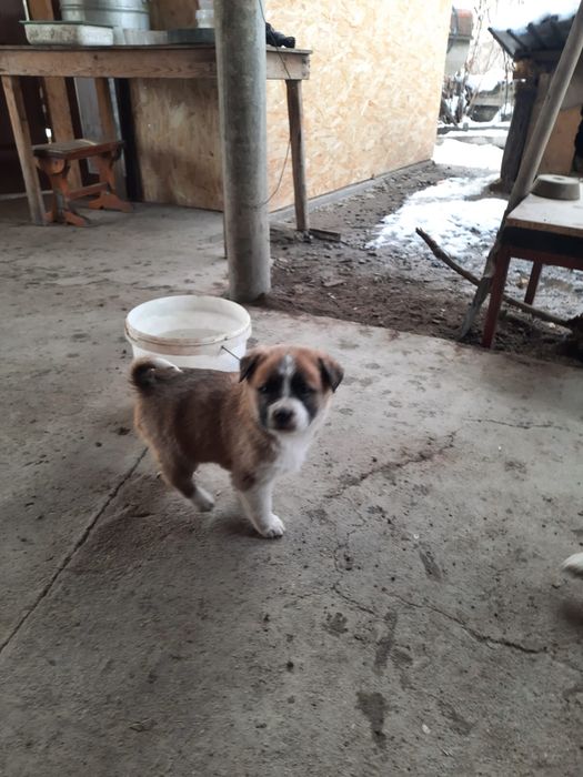 Щенки в добрые руки