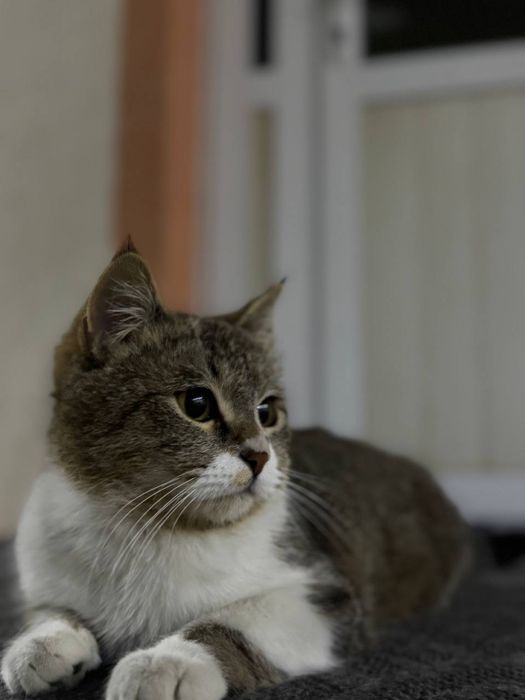 Mushuklarim parodaliozimniki