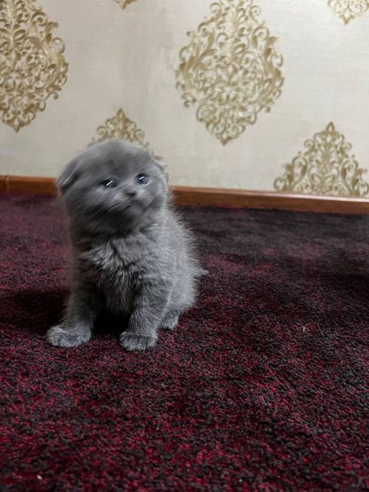 Skotish fold mushukcha