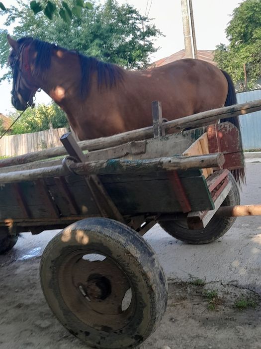 Vand  armăsar  de 3 anii