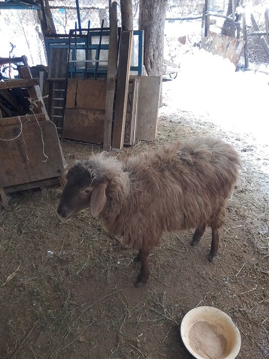 қошқар, қой, баран, кошкар