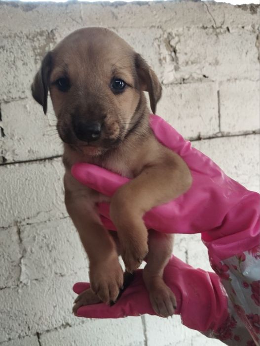 щенки в добрые руки