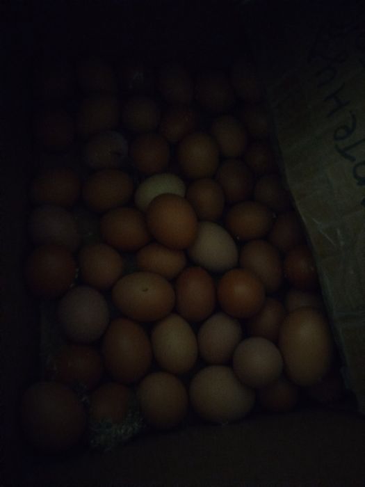 Яйца домашние куриные