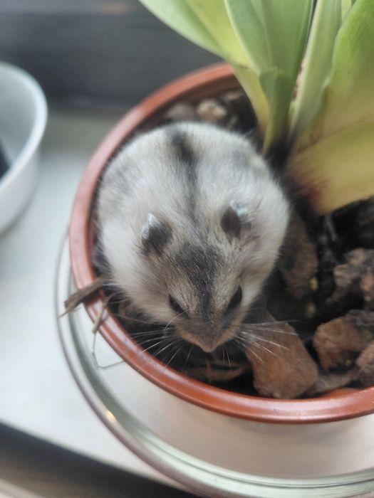 Donez 5 pui de hamsteri și un adult mascul