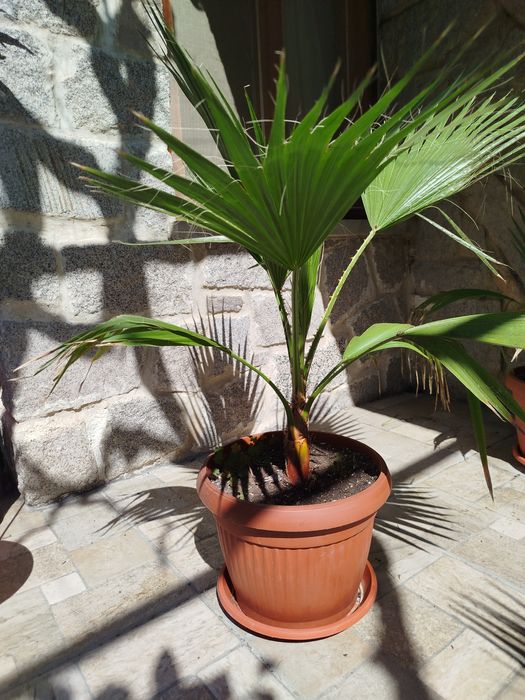 Палми Вашингтония и лимони