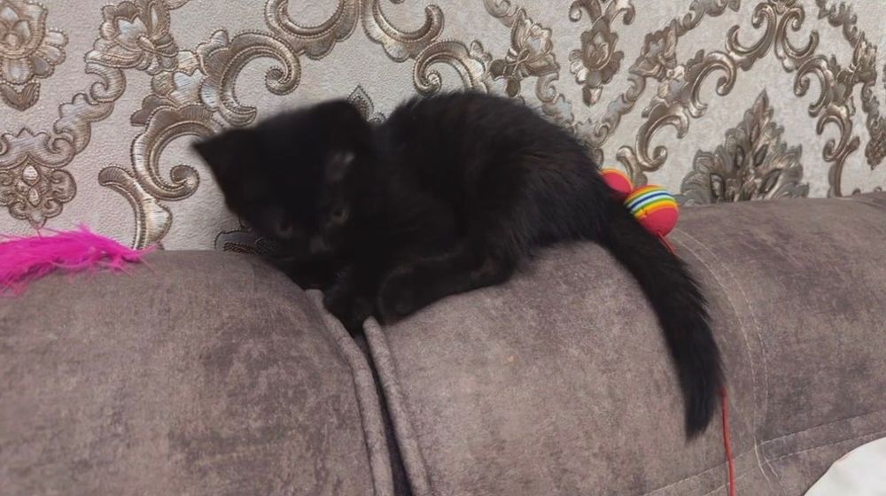 Котята в любящую семью