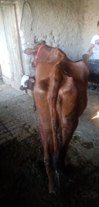 Жондор калсо олдида