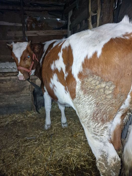 Vand  3 viteii, marfa de calitate 183 de milioane negociabil !