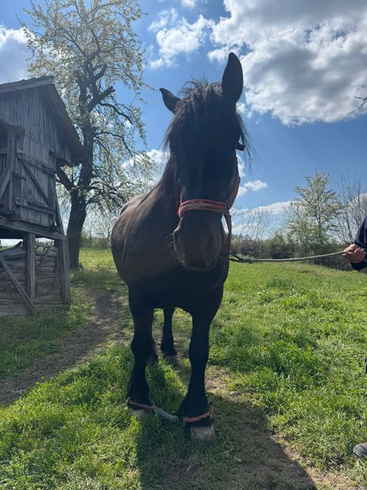 Vând iapa gestanta in 8 luni