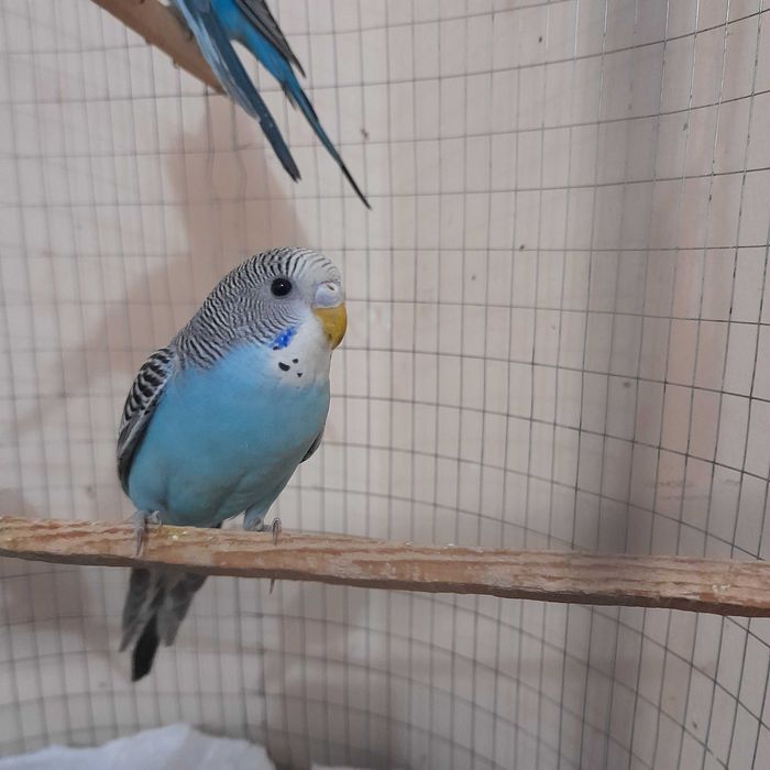 Продаю молодых волнистых папугаев