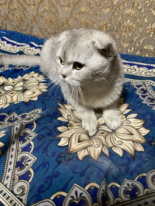 Scottish Fold серебристый кот 9 месяцев