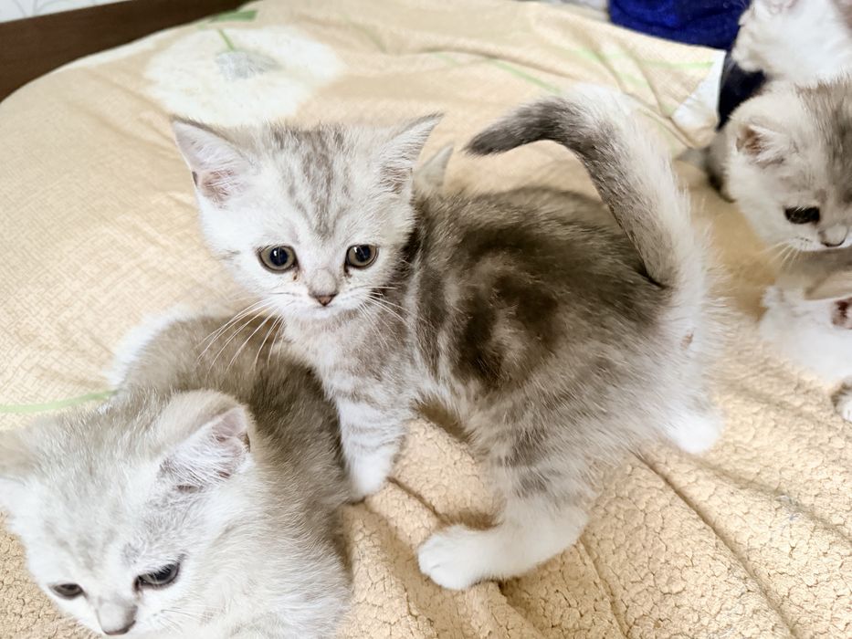 Британские котята серебро