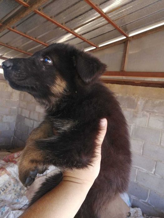 Щенки немецкой овчарки с родословной.