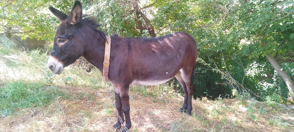 Продам ишачку возраст два года.