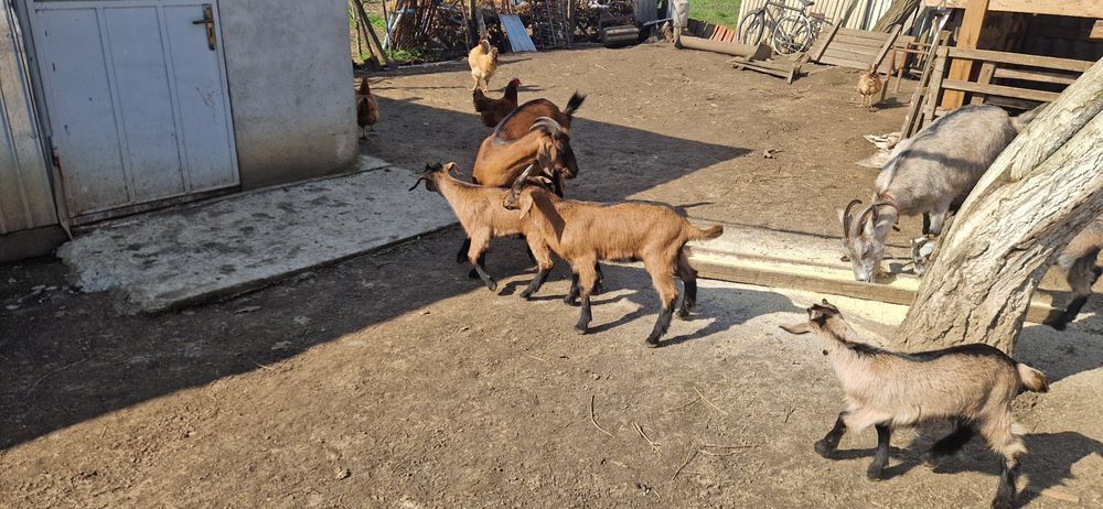 Vand iedute alpin francez