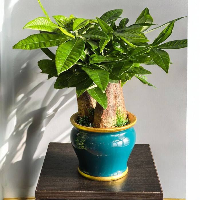 Пахира Бонсай Цветы Орхидея Орхидеи