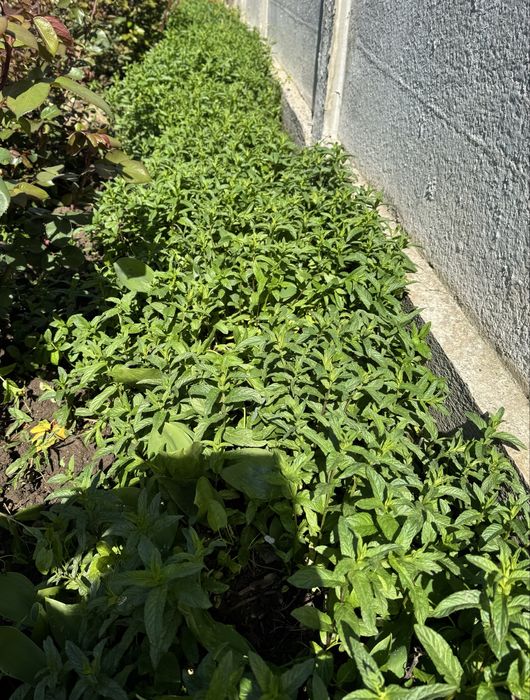 Vand menta proaspata si sirop de menta