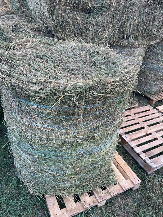 Baloti lucerna semifan-infoliati și fan uscat din agric. ecologică