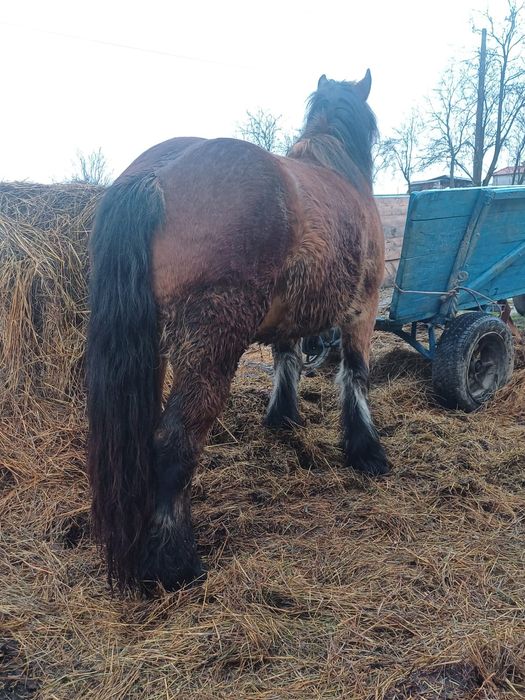 Mânză ardeneză de vânzare