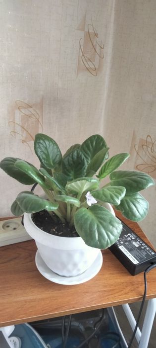 Продается фиалка