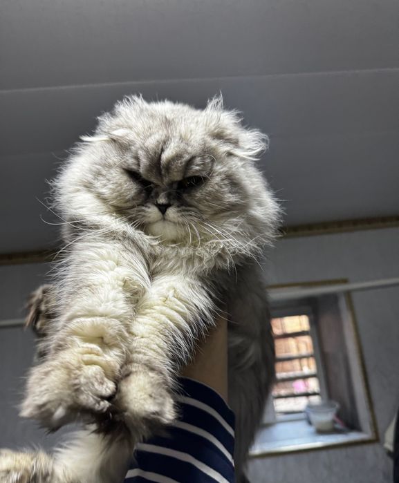 Шодлвндский серебристий хейланд фолд