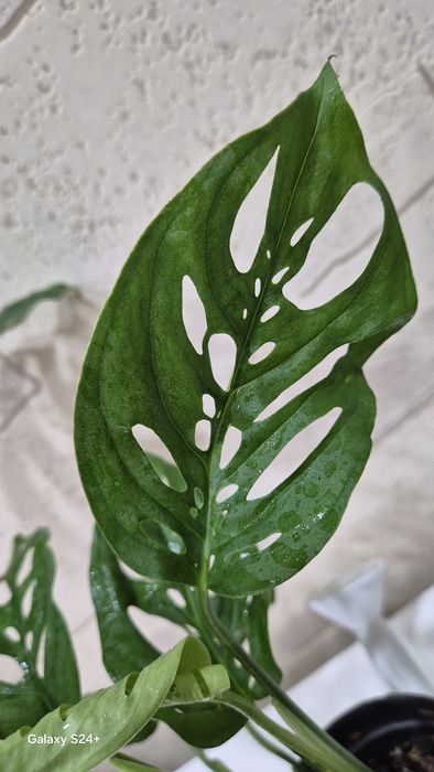 Монстера Адансона