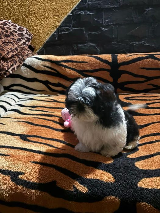 Fetita shih tzu cu pedigre