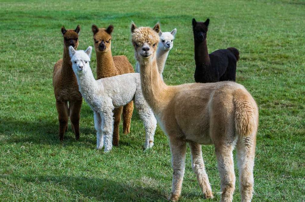 Alpaca disponibile perechi și bucati