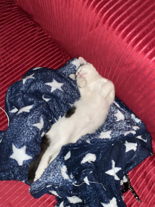 Котенок в добрые руки