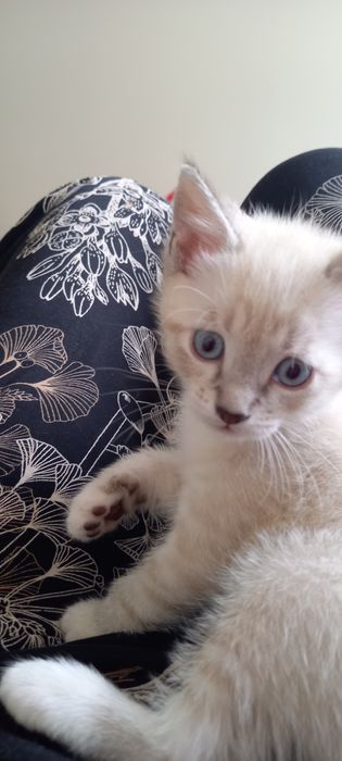 Котик мальчик сиамский