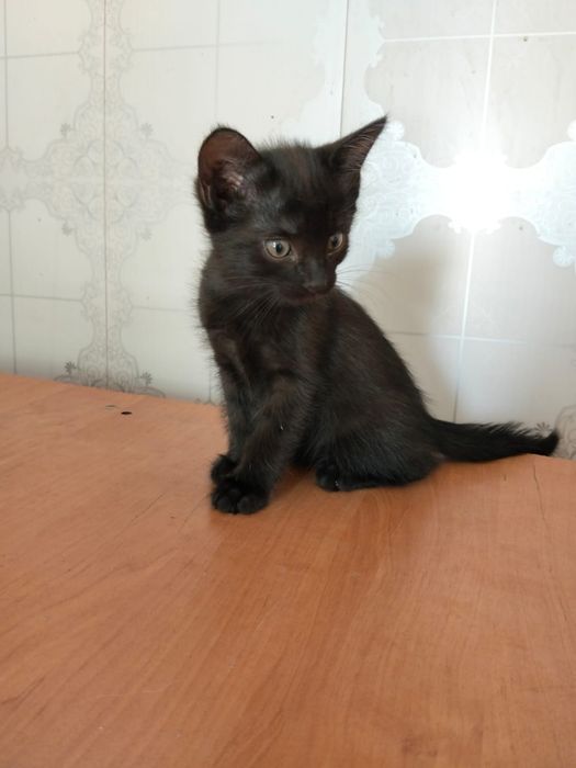 котята бесплатно в хорошие руки