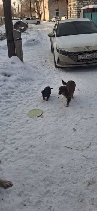 Отдам щенка в добрые руки.  Мальчик