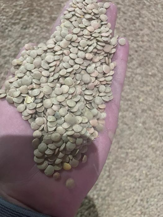 Пшеница.Платный чат!Все корма.