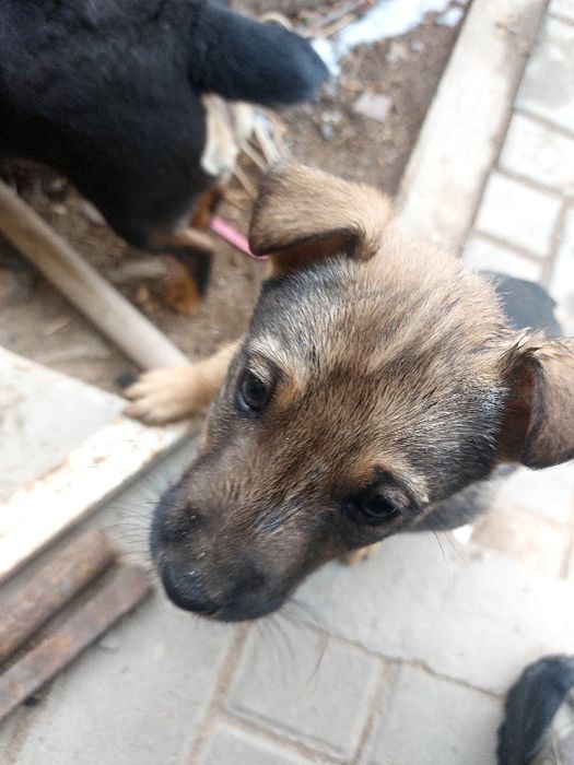 Щенки помесь яктерьера