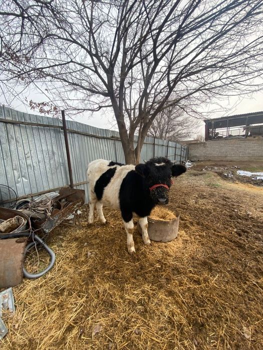 Гольштейн тана .