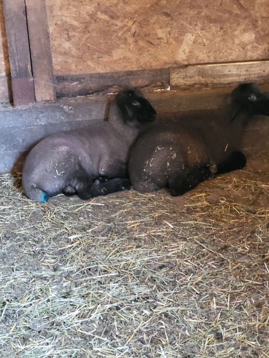 Vând 2 miei de 2 luni