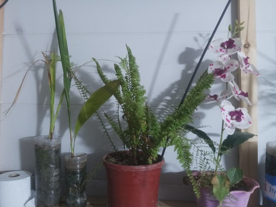 Продам финикавое дерево