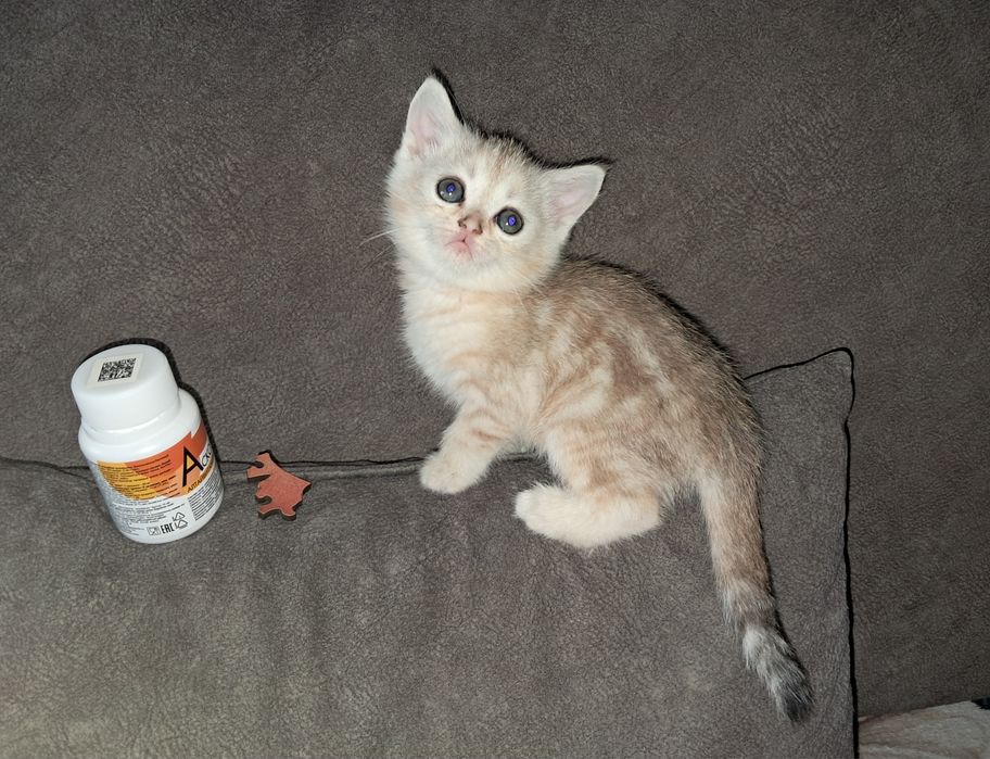 Котёнок. Страйт. Девочка
