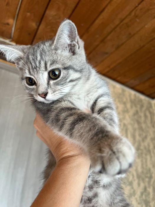 Котенок мальчик