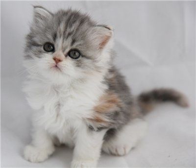 Шотландские малыши